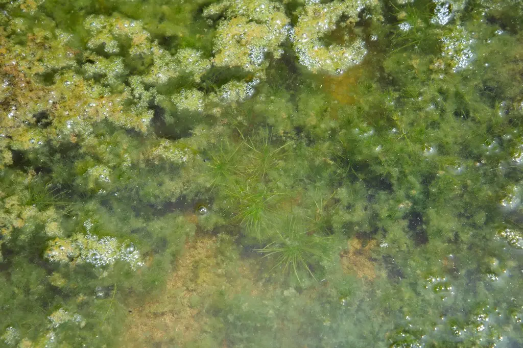 Najas indica