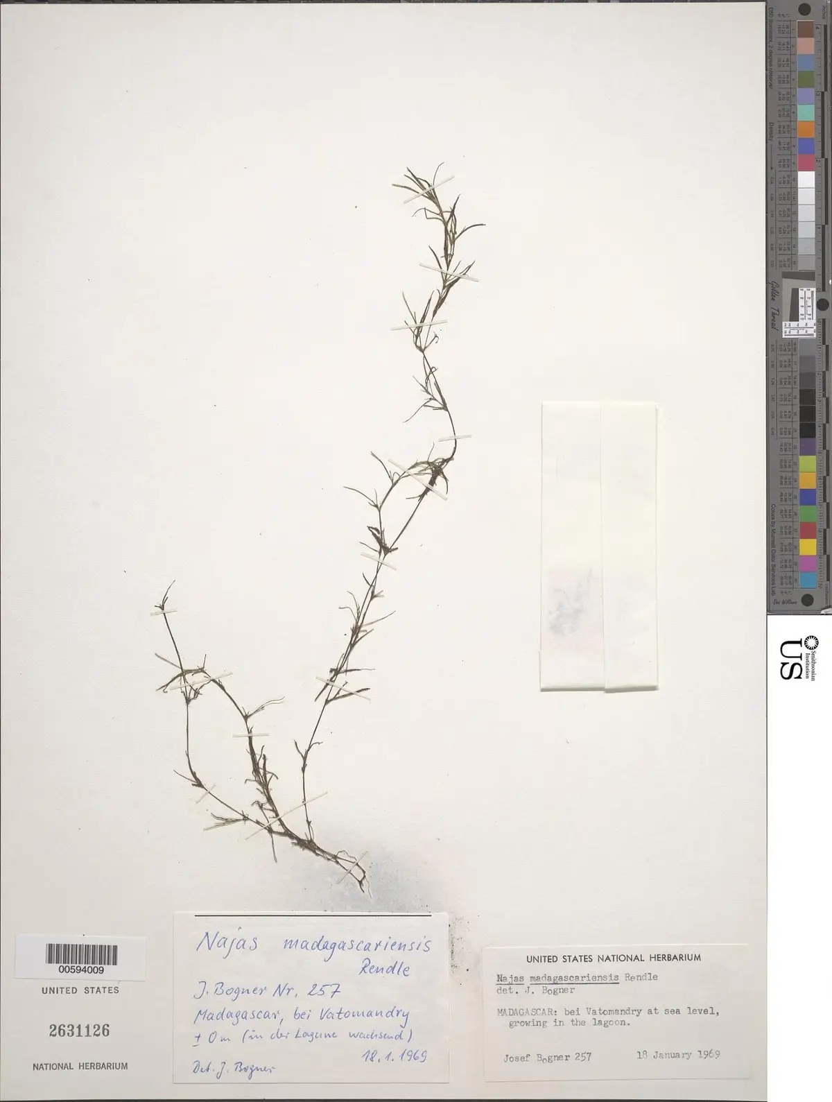 Najas madagascariensis