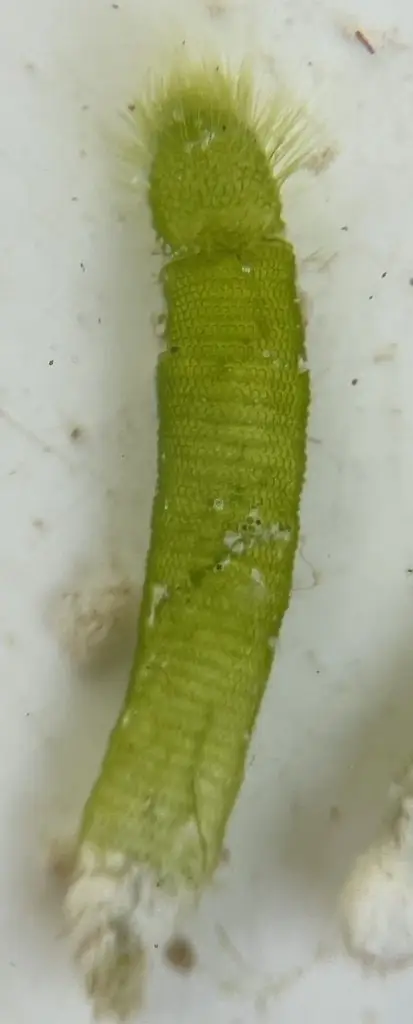 Neomeris annulata