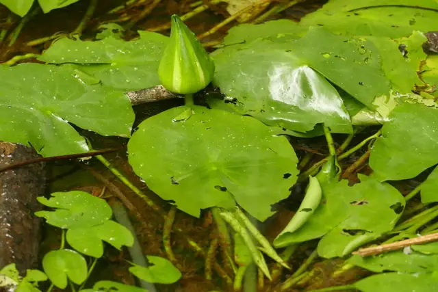 Nymphaea glandulifera
