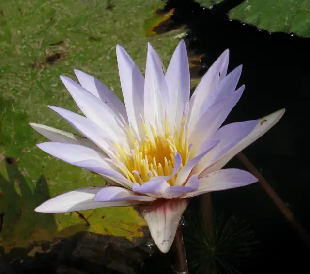 Базовый вид Nymphaea micrantha