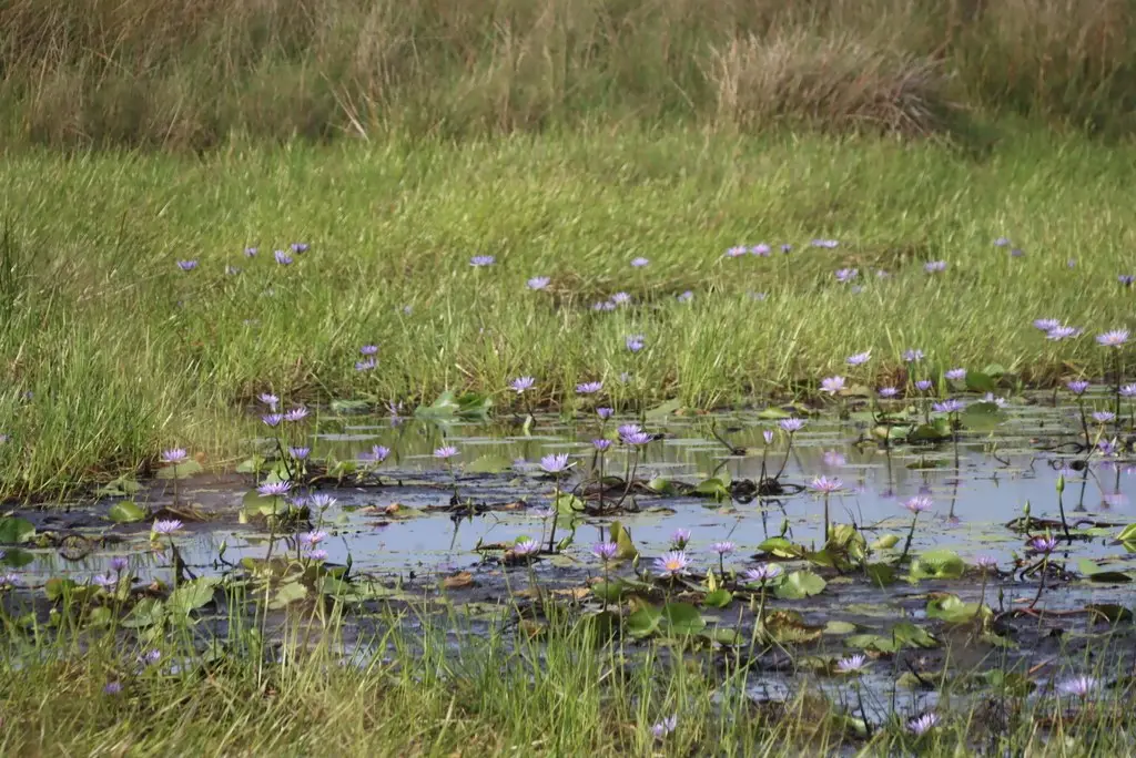 Базовый вид Nymphaea nouchali