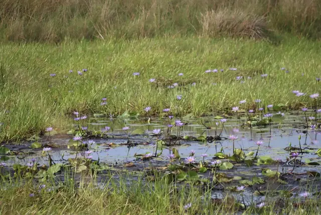 Базовый вид Nymphaea nouchali