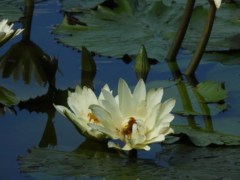 Nymphaea pubescens