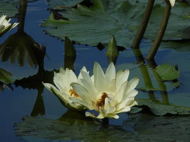 Nymphaea pubescens