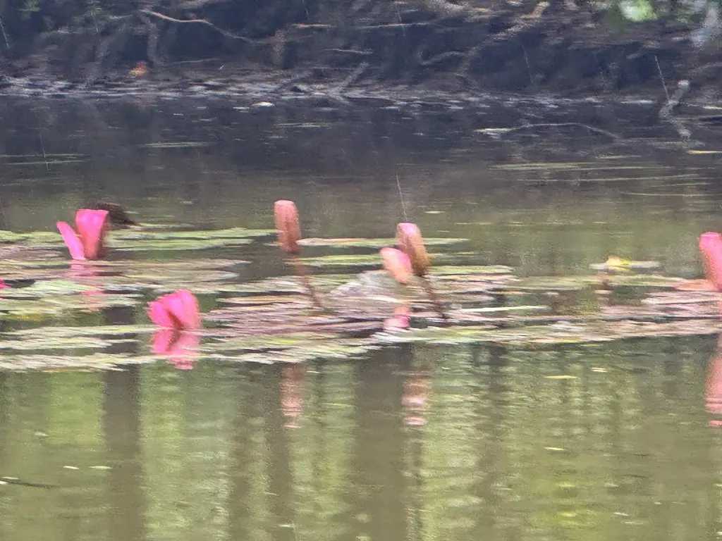 Nymphaea rubra