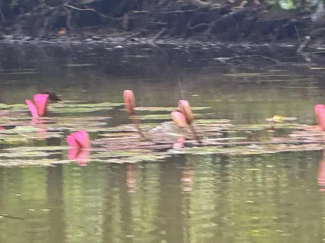 Nymphaea rubra