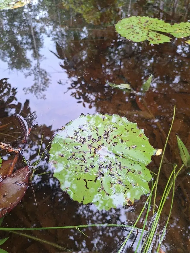 Nymphaea rudgeana