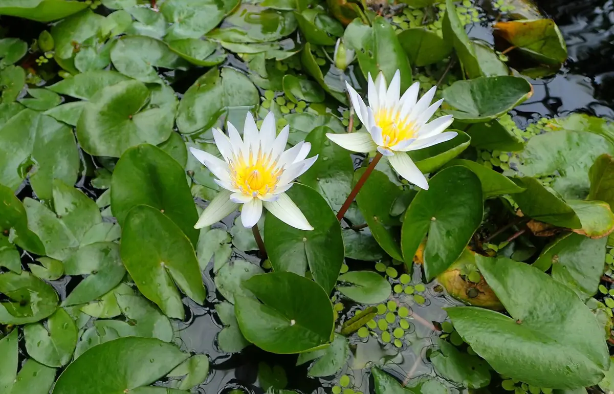 Nymphaea × daubenyana W. T. Baxter ex Daubeny