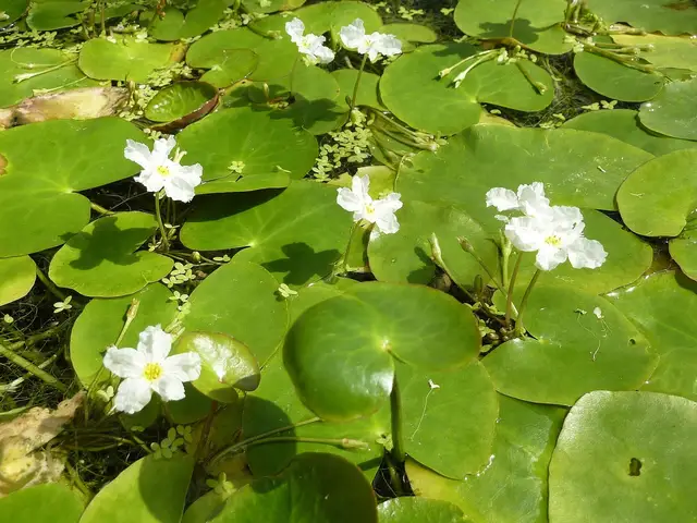 Nymphoides ezannoi