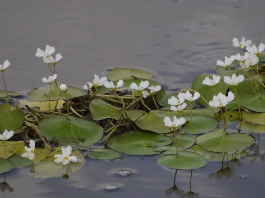 Базовый вид Nymphoides hydrophylla