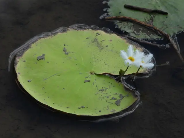 Nymphoides indica