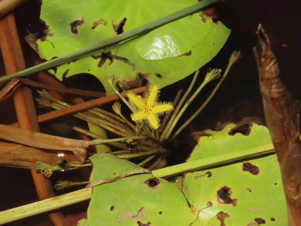 Nymphoides thunbergiana