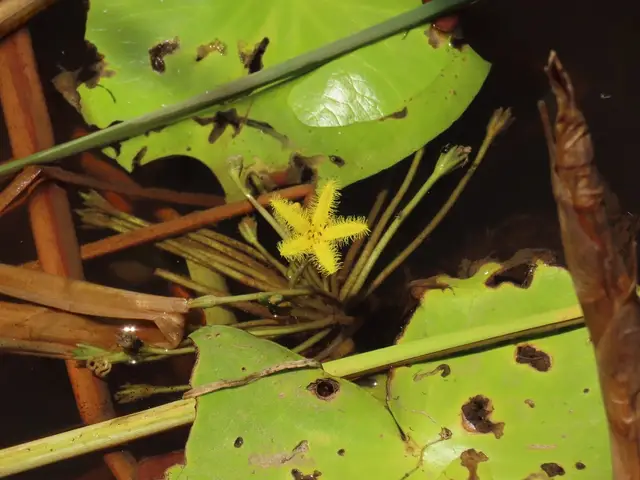 Nymphoides thunbergiana