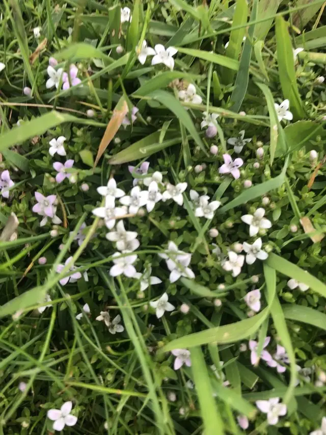 Oldenlandia salzmannii