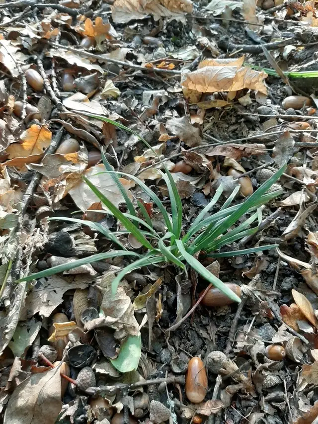 Базовый вид Ophiopogon japonicus