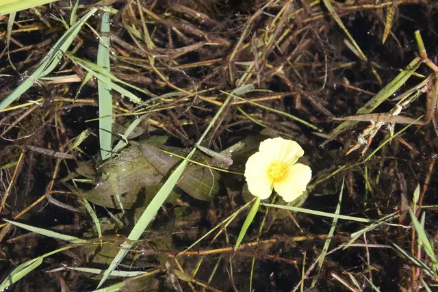 Ottelia ulvifolia