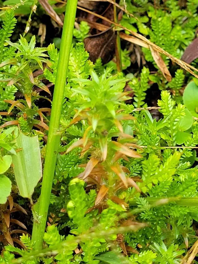 Paepalanthus fluviatilis