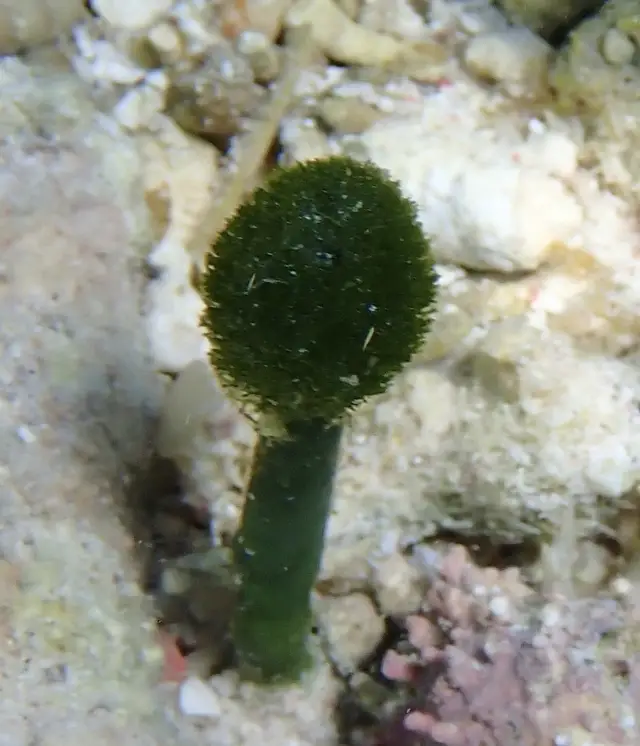 Penicillus capitatus