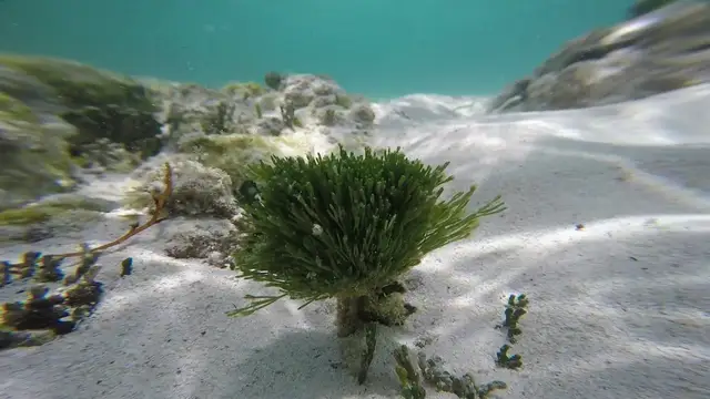 Penicillus dumetosus
