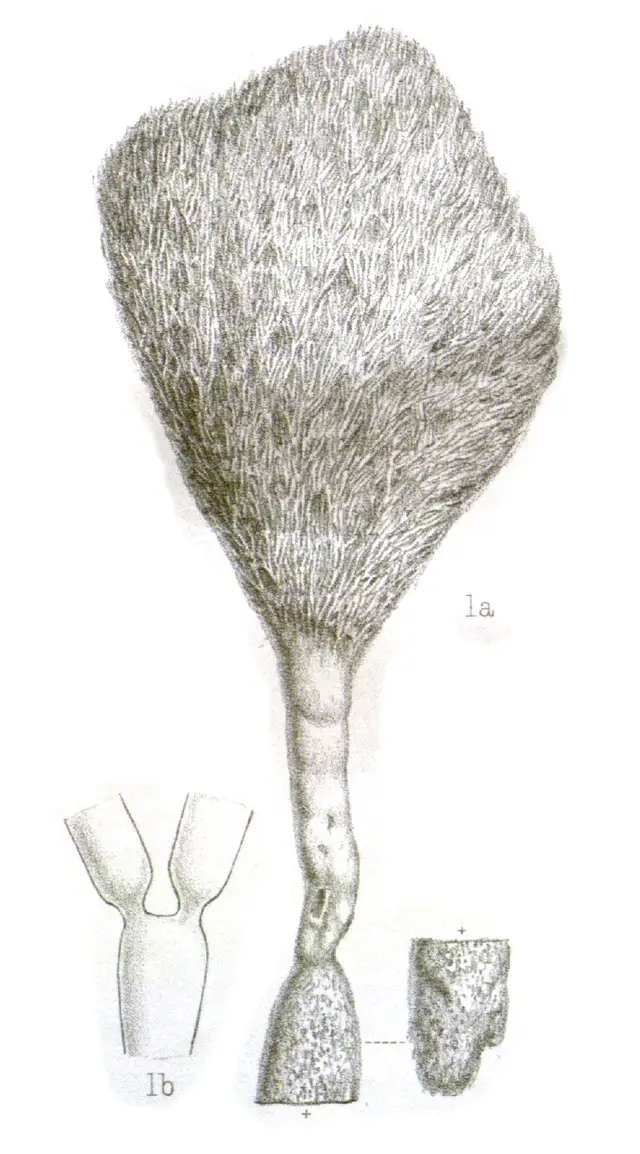 Penicillus pyriformis
