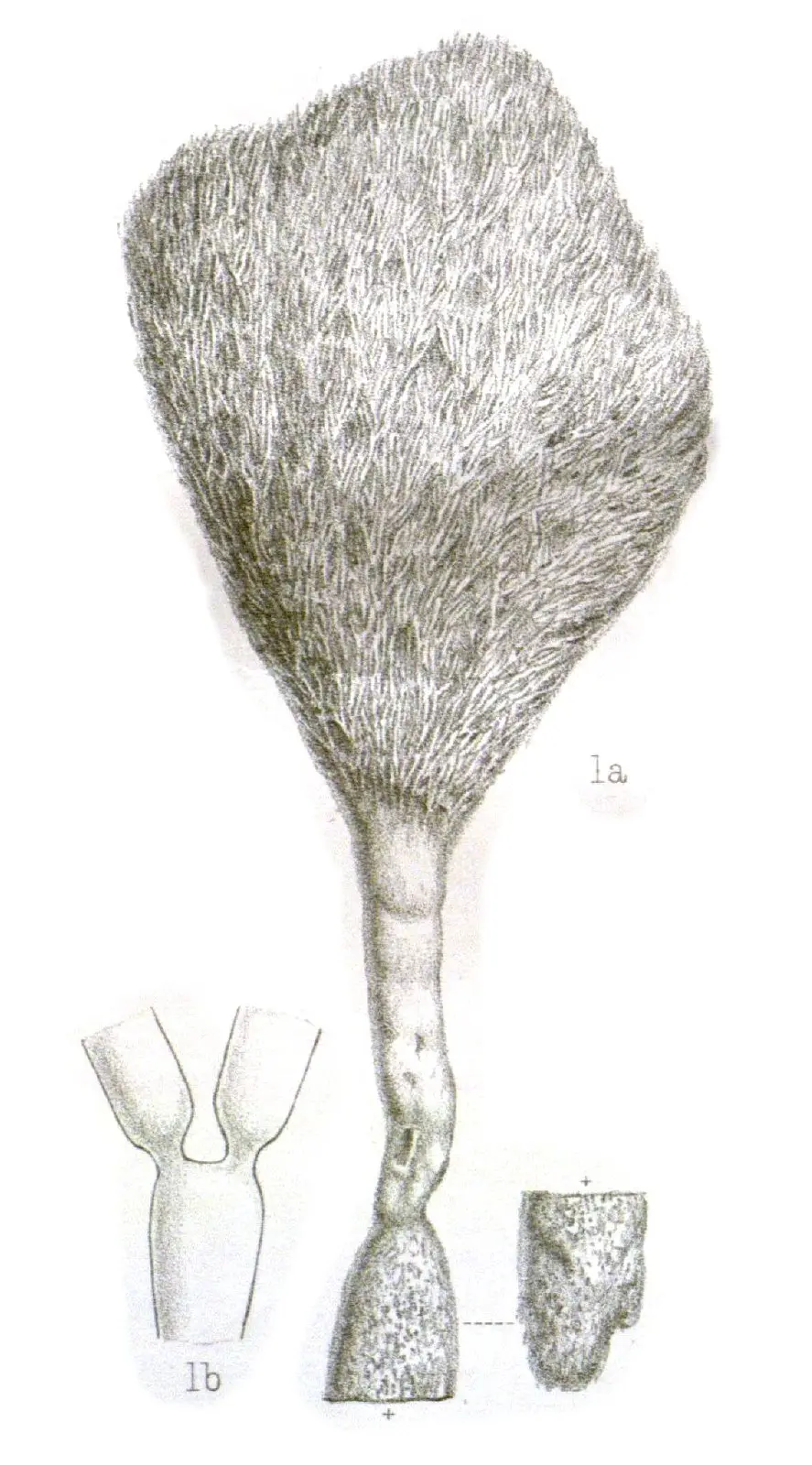Penicillus pyriformis