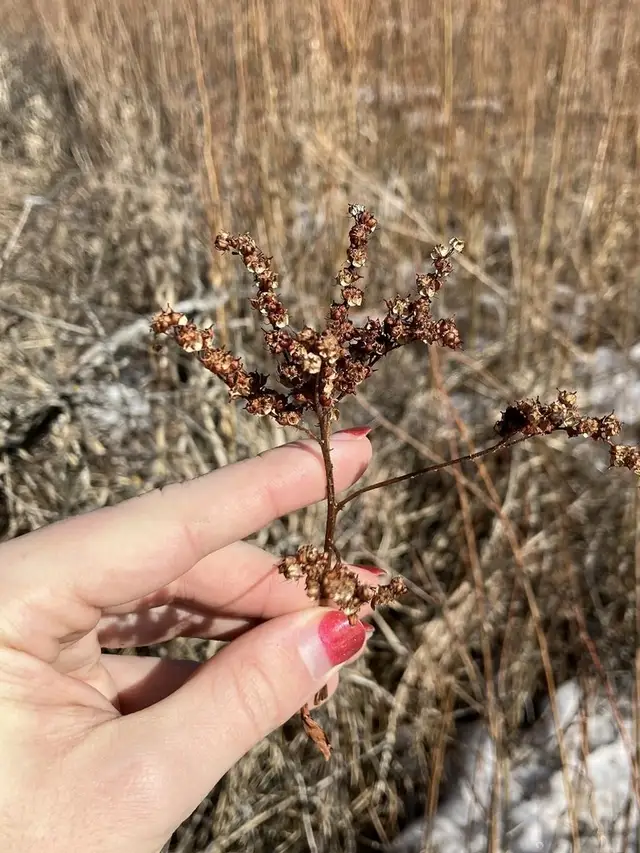 Penthorum sedoides