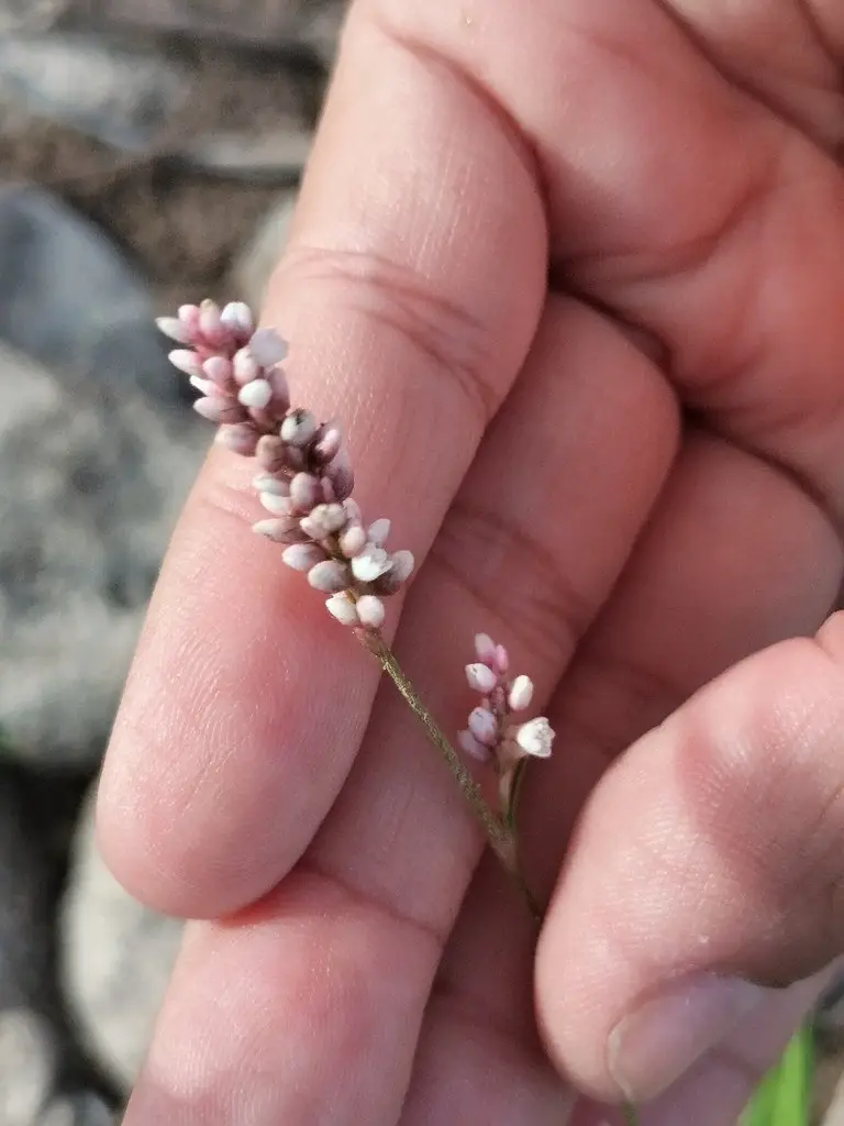 Представитель рода Persicaria