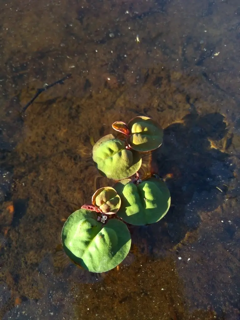 Phyllanthus fluitans