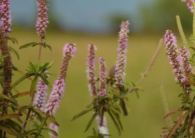 Pogostemon quadrifolius