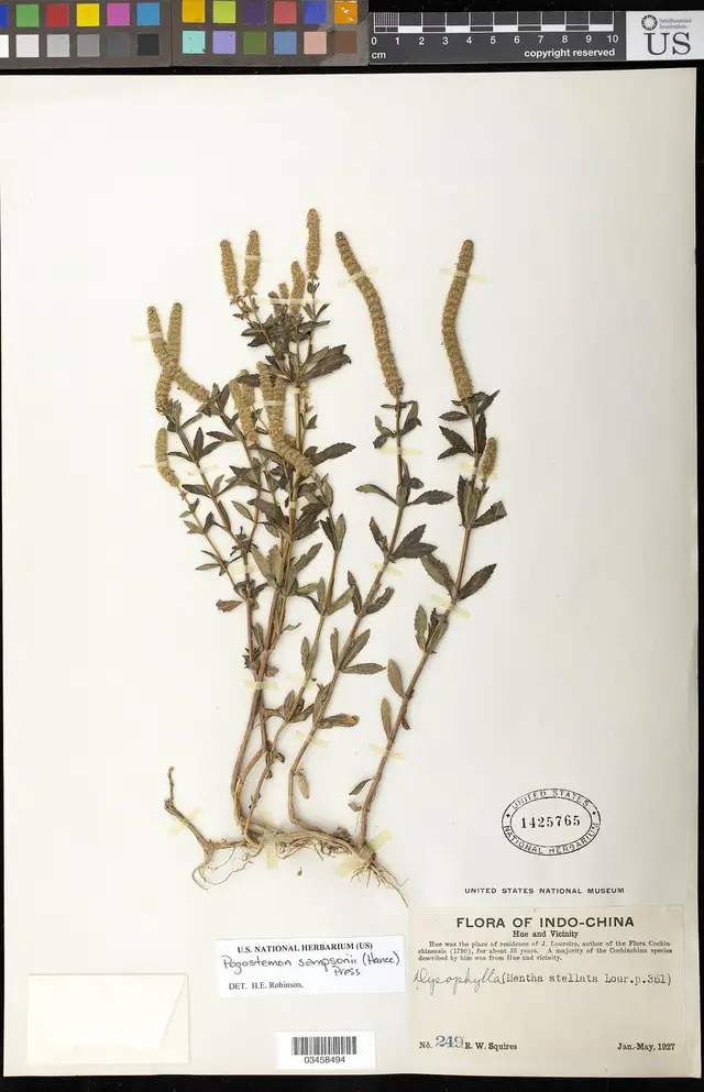 Pogostemon sampsonii