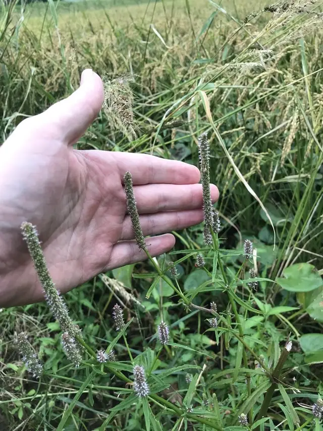 Базовый вид Pogostemon stellatus