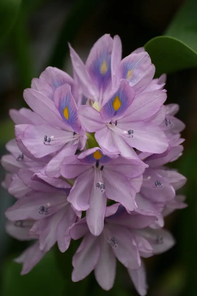 Pontederia crassipes