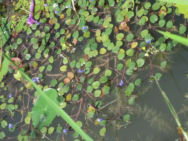 Pontederia natans
