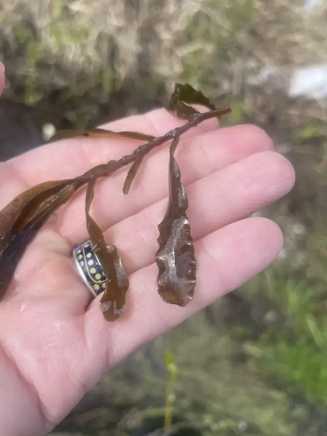 Potamogeton crispus