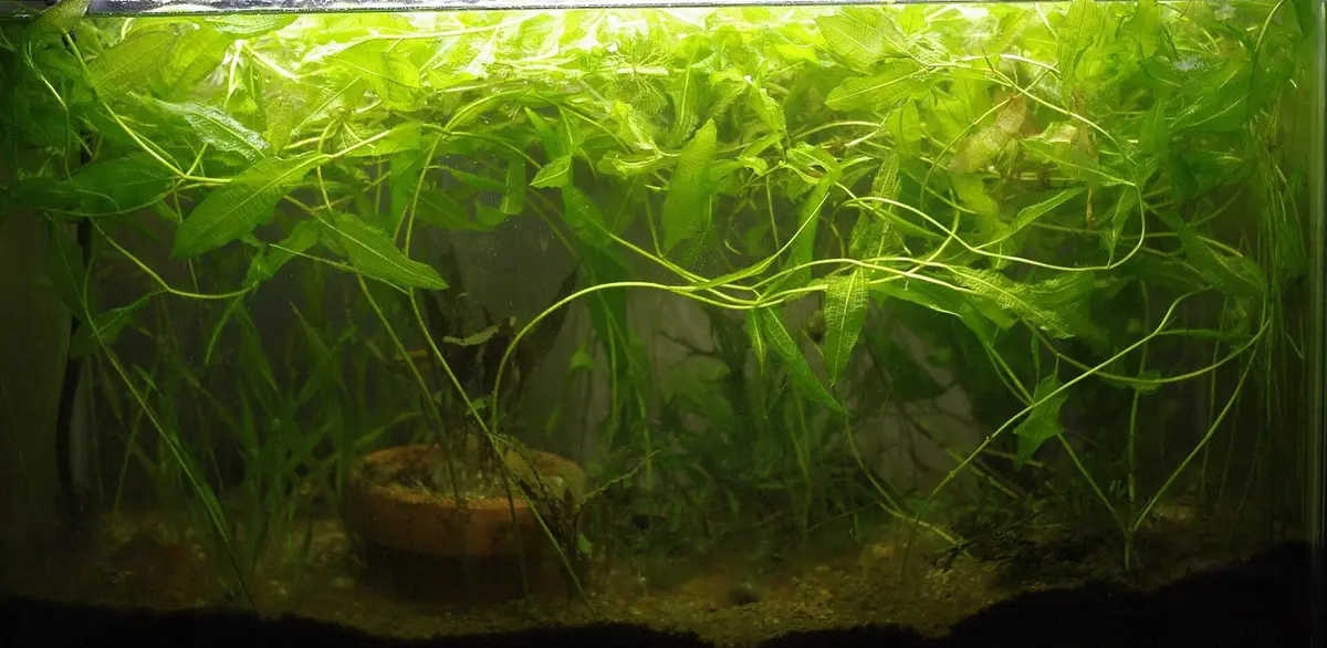Potamogeton dentatus