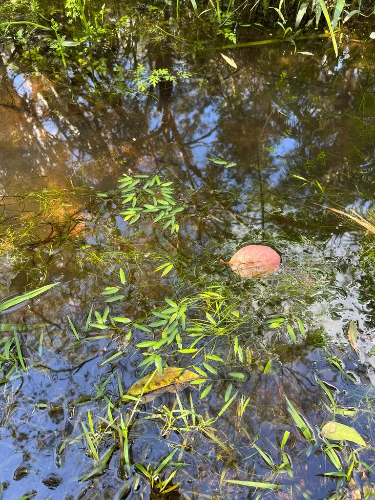 Potamogeton octandrus