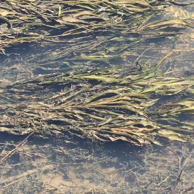 Potamogeton schweinfurthii
