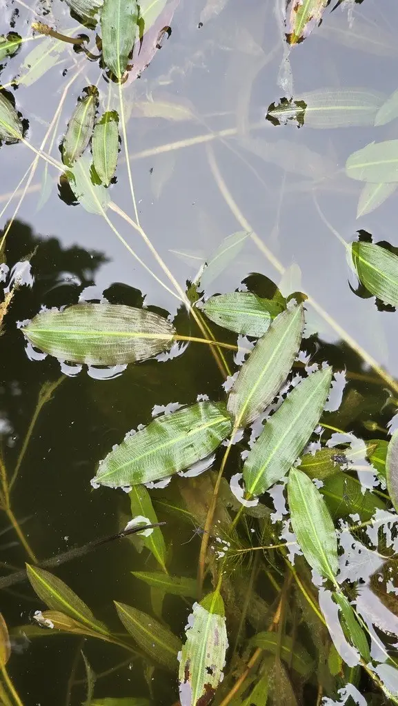 Potamogeton wrightii
