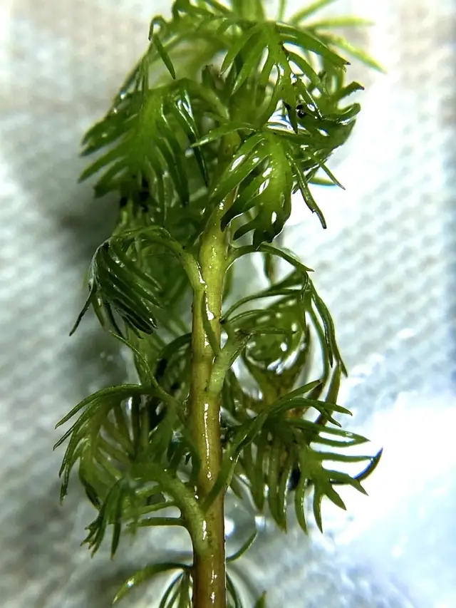 Базовый вид Proserpinaca palustris