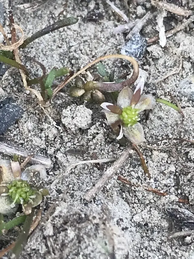 Ranunculus limosella