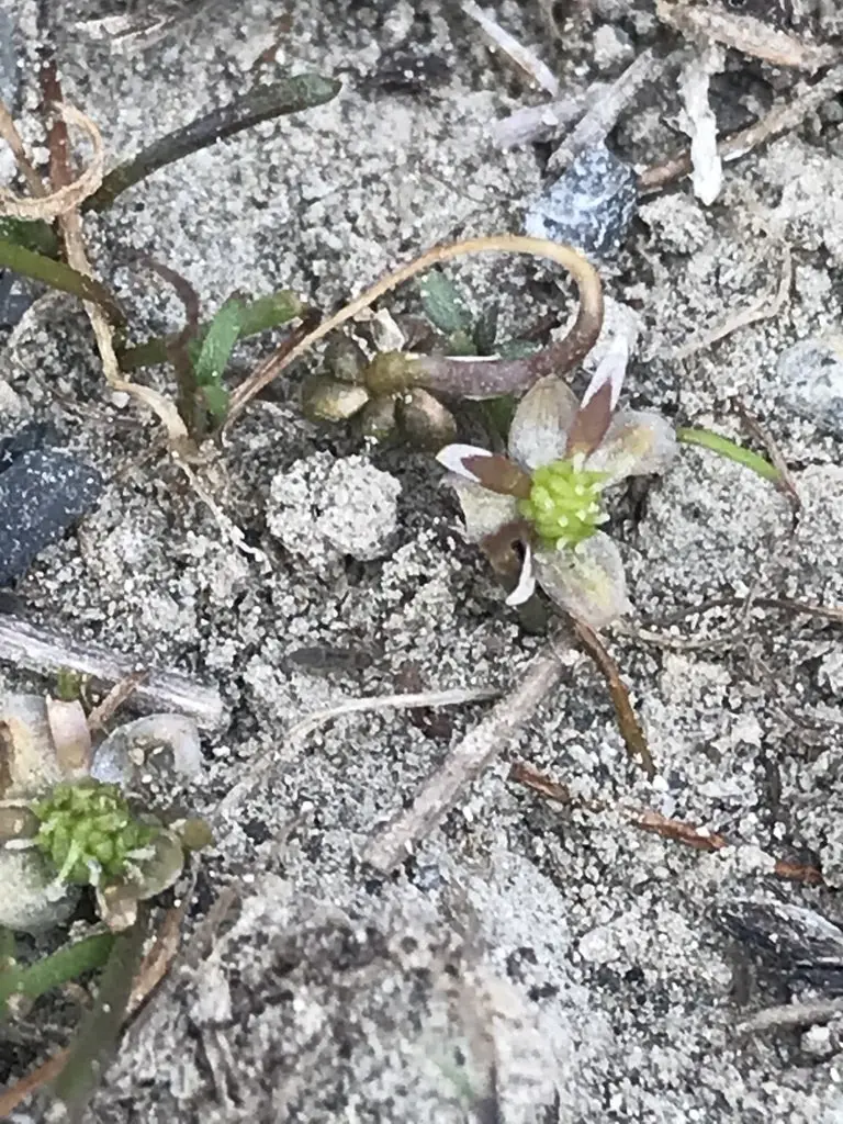 Ranunculus limosella