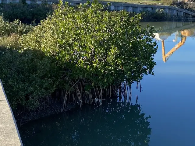 Rhizophora mangle