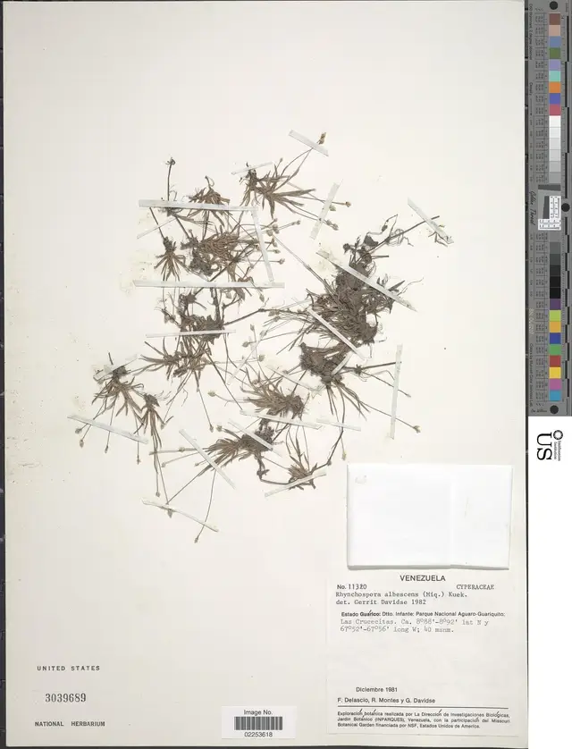 Rhynchospora albescens