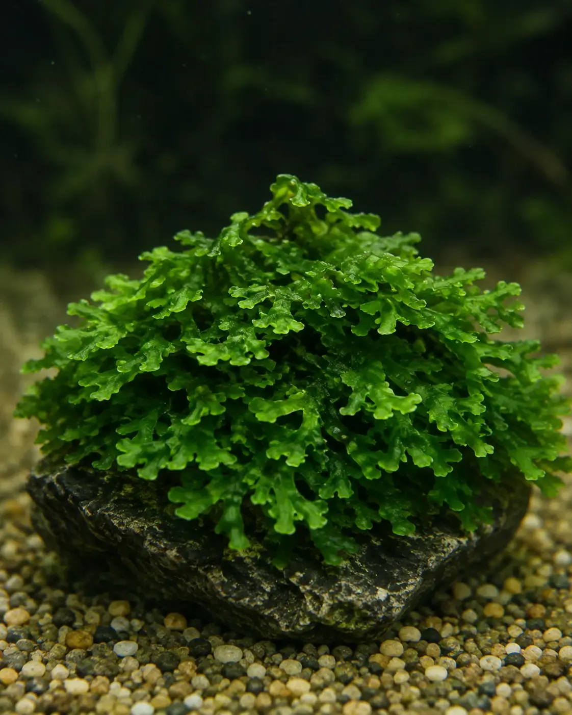 Иллюстрация: Riccardia graeffei