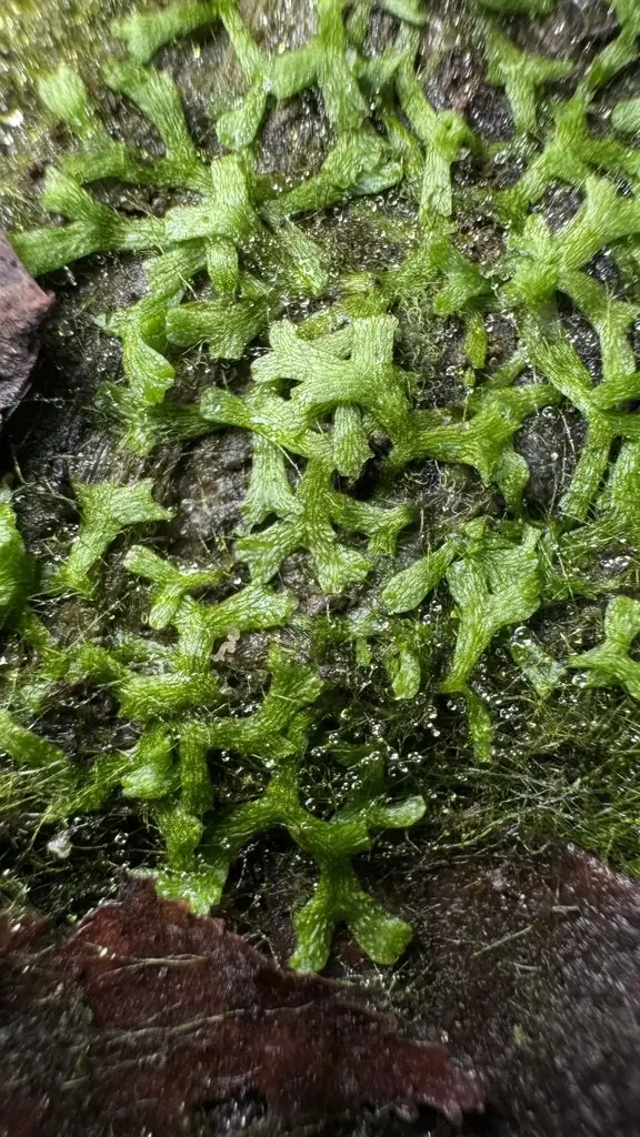 Riccia rhenana