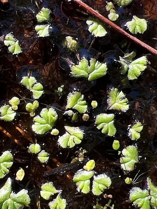 Ricciocarpos natans