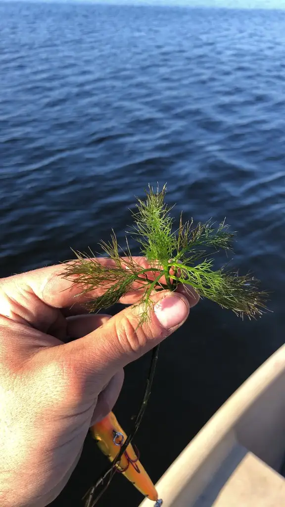Rorippa aquatica