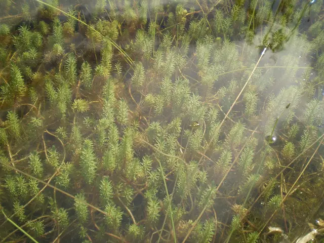 Rotala hippuris