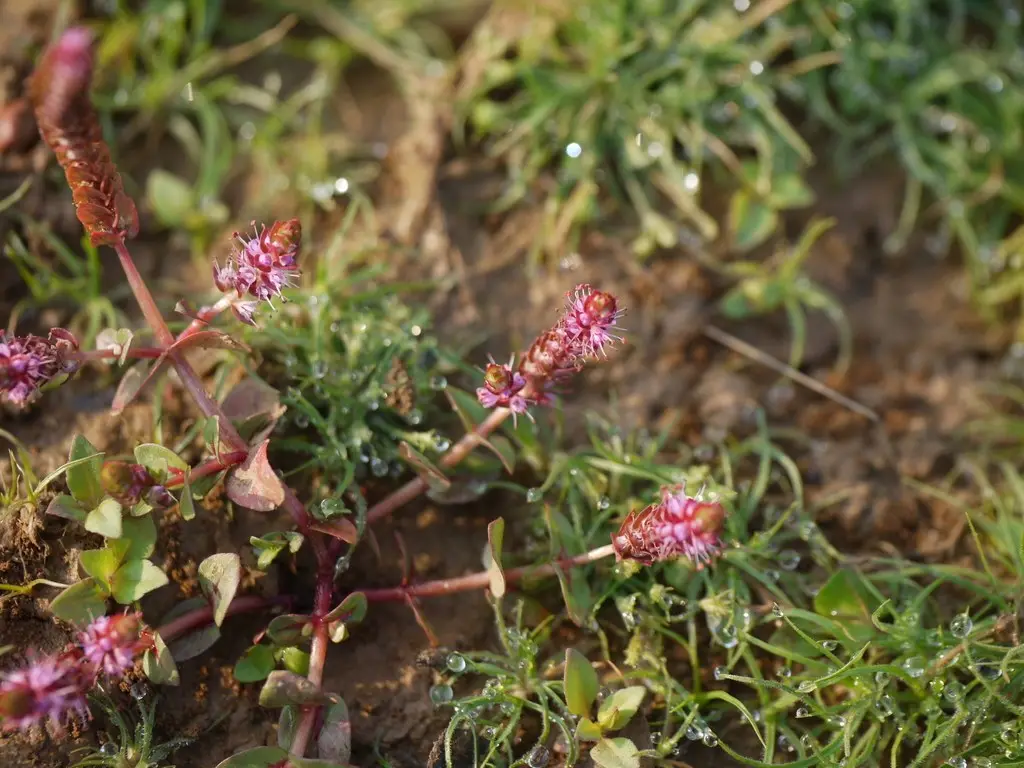 Базовый вид Rotala macrandra